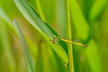 大きな獲物をゲットしたきれいなレモン色のキイトトンボ
