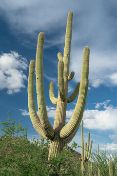 Saguaro National Park West during monsoon season, Arizona