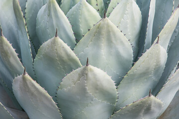 Arizona, Phoenix. Desert Botanical Garden, agave