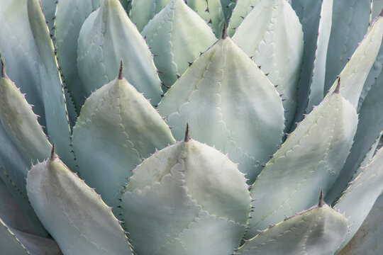 Arizona, Phoenix. Desert Botanical Garden, agave