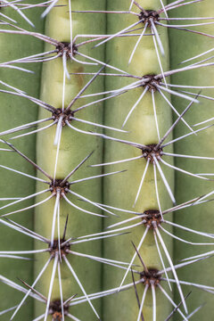 Arizona, Phoenix. Desert Botanical Garden, cactus close-up