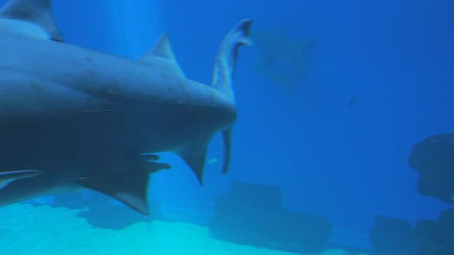 A large predatory shark in a clean large aquarium. Underwater world
