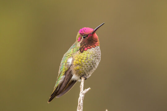 USA, California, San Luis Obispo. Male Anna's hummingbird displaying colors. 