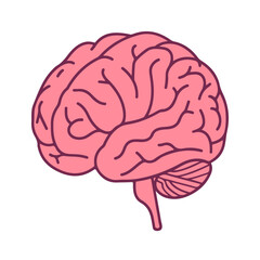 human brain illustration