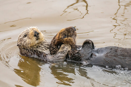 USA, California, Morro Bay. Sea otter mother and pup in water.