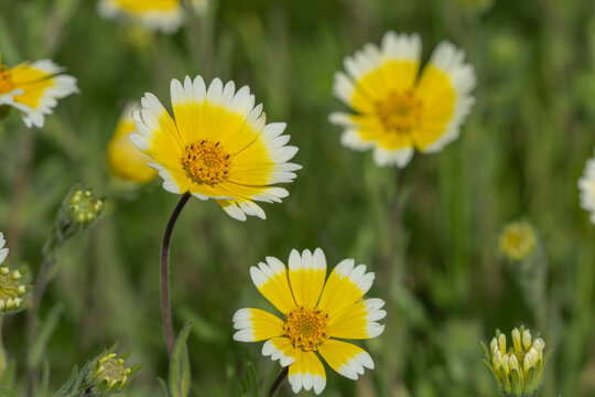 USA, California. Close-up of tidy tips flowers. 