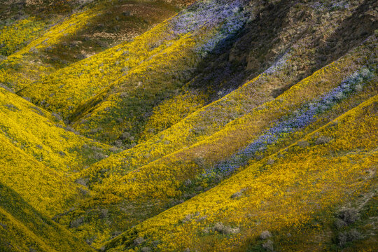 USA, California, Carrizo Plain National Monument. Spring wildflowers on mountain ridges of Temblor Range.