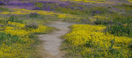 Purple and yellow wildflowers edge an enticing trail in the Carrizo Plains. The region experienced a 'super bloom' after heavy rains in early 2023.