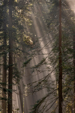 Fog rays in the Redwoods at Lady Bird Johnson Grove in Redwood National and State Park in Humbolt County, California, USA.