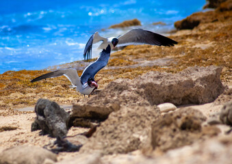 Two seabirds fighting over a lion fish