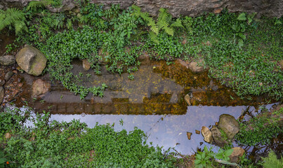 A natural pond filled with clear water surrounded by lush green plants and pebbles, embodying tranquility and the beauty of nature in a rural setting.
