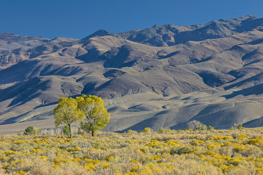 USA, California, Bishop. Bishop Valley with flowering rabbitbrush in autumn and cottonwood trees.