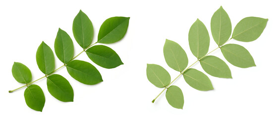 kakawate or madre de cacao plant foliage isolated white background, leaves of valuable tropical...