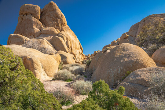 California, USA. Junipers and rock formations in Joshua Tree National Park.