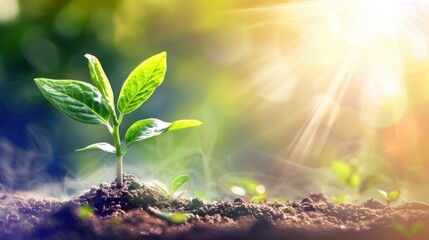 New Life Emerging From the Soil