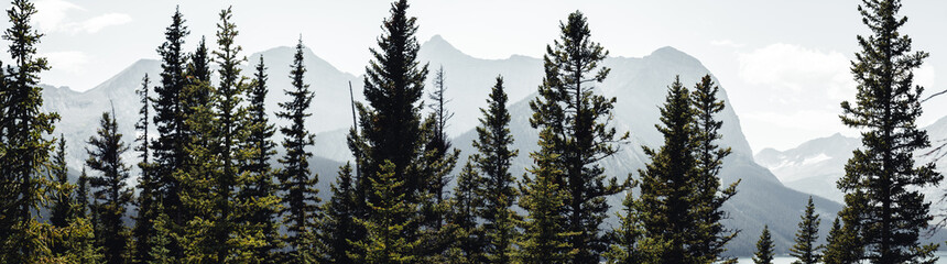 Panoramic view of temperate coniferous forests ecoregion in an Alberta Mountain range. 