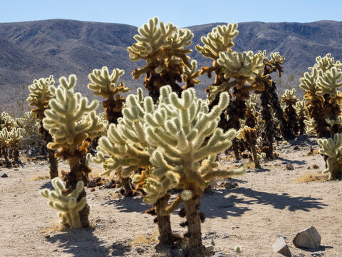 California, Joshua Tree National Park. Cholla Cactus Garden, close-up of teddy-bear cholla cactus