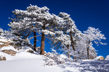 Rime ice on pines in the San Bernardino Mountains. San Bernardino National Forest, California, USA.
