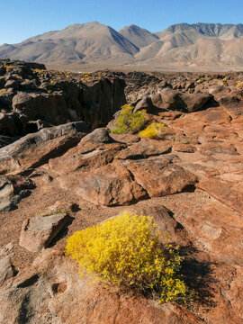 Rabbitbrush in foreground of rocky (basalt) landscape, Fossil Falls, an area in the Coso Range of the Eastern Sierras, where ancient lava flows were sculpted by water and wind, California