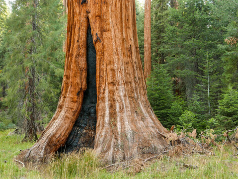 Fire scar on base of giant sequoia, Sequoia National Park, California