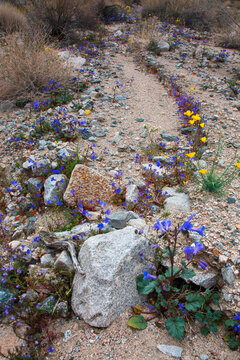 Fargo Canyon springtime wildflowers, California