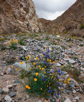 Fargo Canyon springtime wildflowers, California