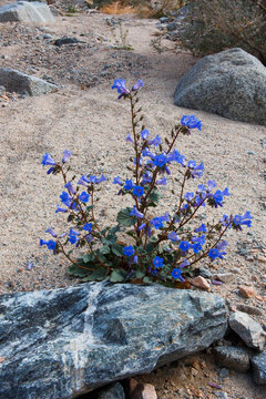 Fargo Canyon springtime wildflowers, California