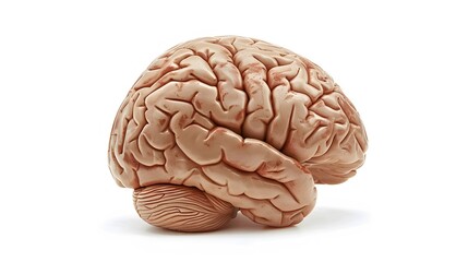 Obraz premium Isolated brain on white background with copy space.