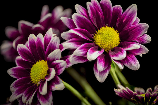 USA, Colorado, Fort Collins. Orinoco daisies close-up. 