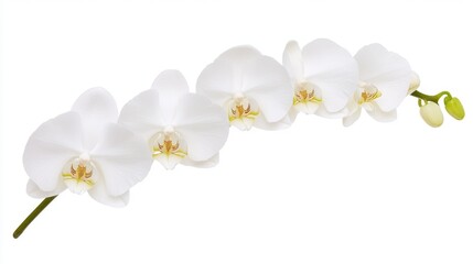 Obraz premium Pure Elegance - Close-up of Delicate White Orchid Flower Exuding Spa Tranquility on Isolated White Background