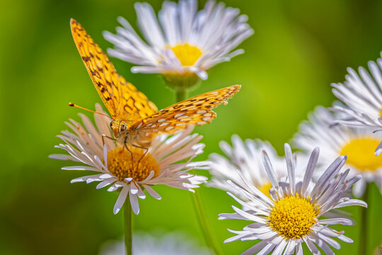 USA, Colorado, Fort Collins. Fritillary butterfly on aster flower.