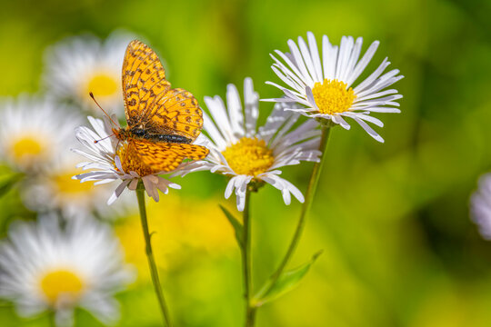 USA, Colorado, Fort Collins. Fritillary butterfly on aster flower.