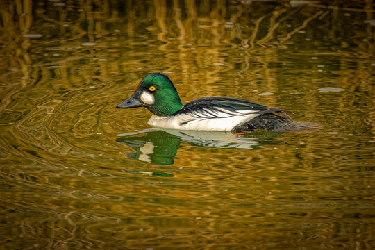 USA, Colorado, Fort Collins. Common goldeneye duck male in water.