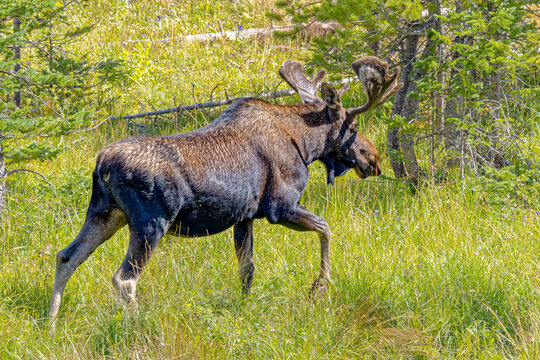 USA, Colorado, Gould. Rocky Mountain Shiras male moose and water.