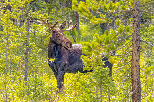USA, Colorado, Gould. Rocky Mountain Shiras male moose and trees.