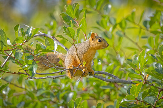 USA, Colorado, Fort Collins. Close-up of fox squirrel in tree.