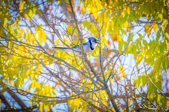 USA, Colorado, Fort Collins. Blue jay in tree.