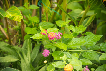Charming Wildflower Field: A Serene Nature Landscape