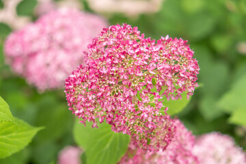 Obraz premium Lush Hydrangea Garden in Full Bloom: A Colorful Summer Landscape