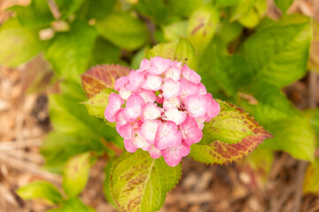 Lush Hydrangea Garden in Full Bloom: A Colorful Summer Landscape