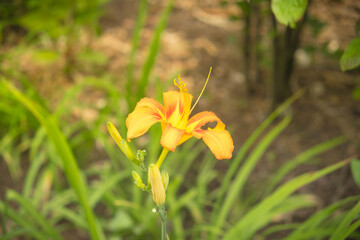 Charming Wildflower Field: A Serene Nature Landscape