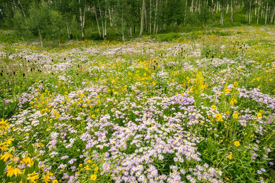 USA, Colorado, Gunnison National Forest. Meadow with asters and mule ears flowers.