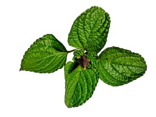 mint leaves isolated on white background © uswatun