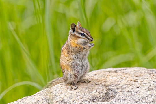 USA, Colorado, Gould. Close-up of least chipmunk. 