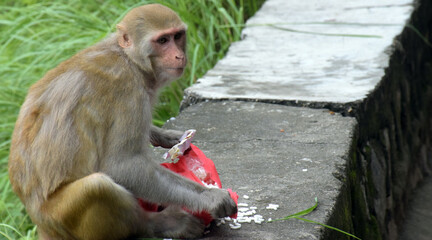 Naklejka premium The red faced monkey is eating snacks. Macaque on the background of ancient temple