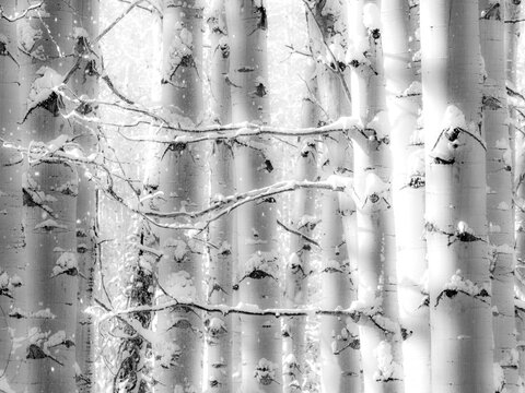USA, Colorado, San Juan Mts. Fresh snow on aspens in black and white.