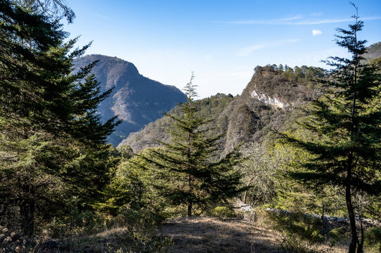 Pino en zona con monta&ntilde;as y bosques