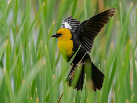 Yellow-headed blackbird protecting his territory, Monte Vista National Wildlife Refuge, Colorado