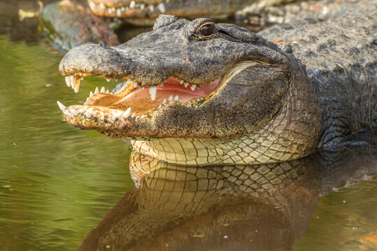 USA, Florida, Anastasia Island, Alligator Farm. Close-up of captive alligator in water. 