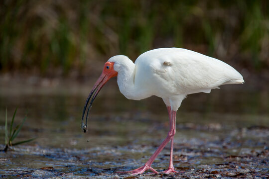 USA, Florida, Tampa, Fort DeSoto. White ibis bird feeding in wetland.